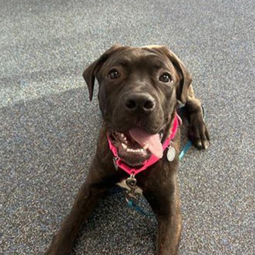 ELIZABETH - Unknown available for adoption