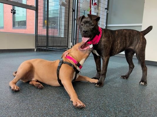 ELIZABETH - Unknown available for adoption