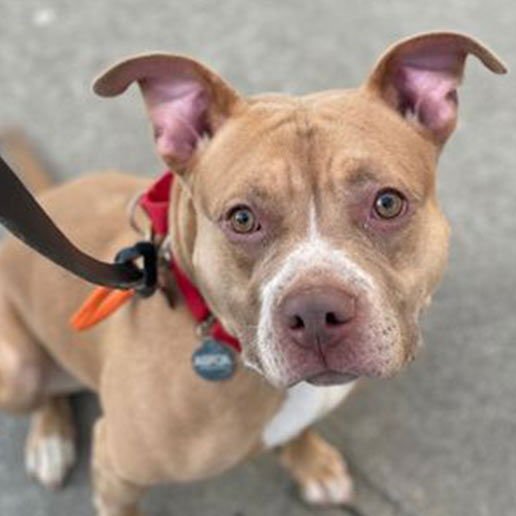 PAVLOVA - Unknown available for adoption