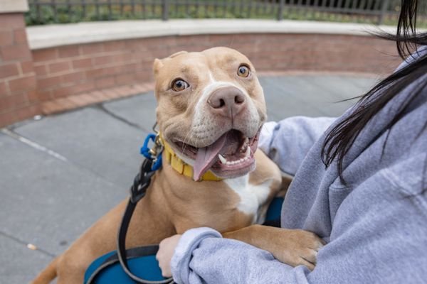 PAVLOVA - Unknown available for adoption