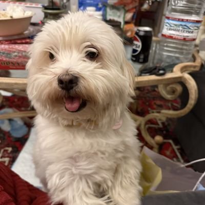 TERRY - Unknown available for adoption