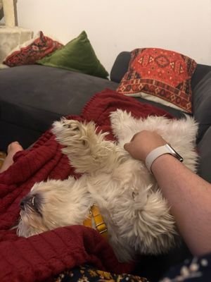 TERRY - Unknown available for adoption