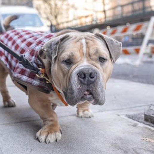 MARGE - Unknown available for adoption