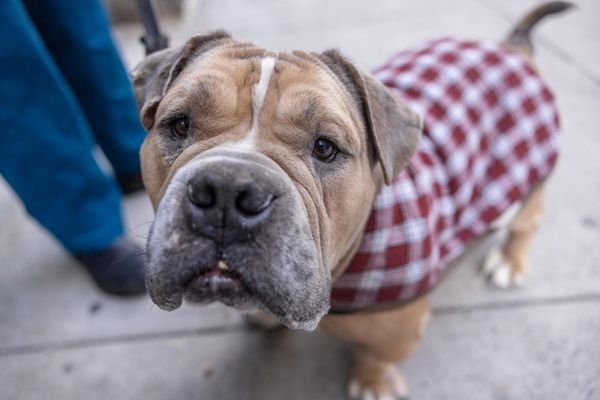 MARGE - Unknown available for adoption