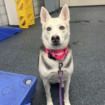 MERRY - Unknown available for adoption