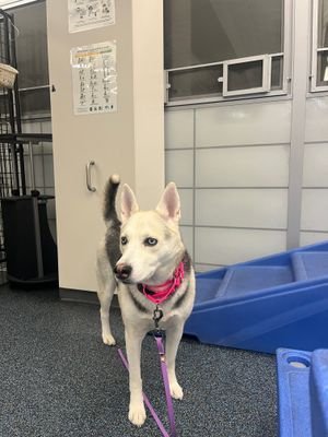 MERRY - Unknown available for adoption