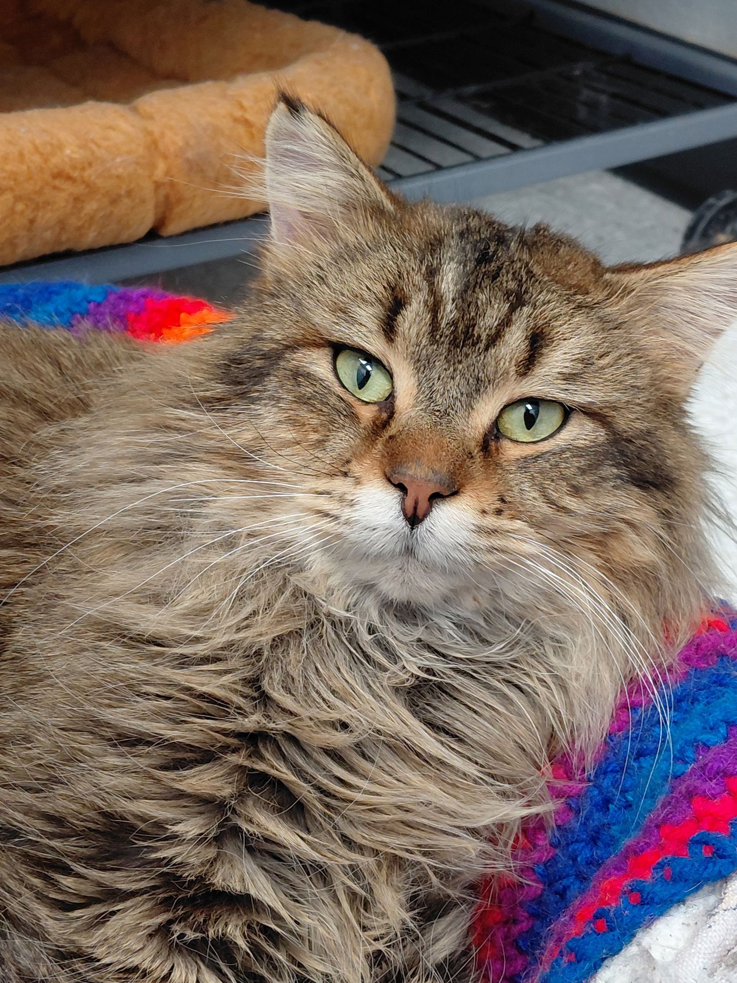 BENNY - Domestic Short Hair / Tabby available for adoption