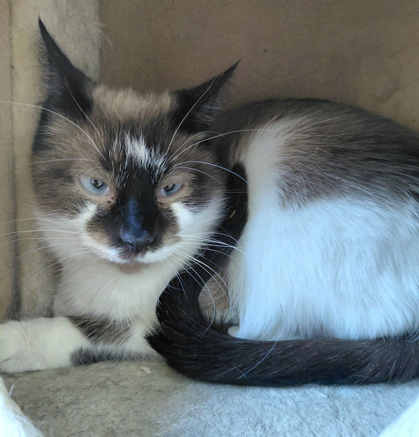 DOVE - Domestic Short Hair available for adoption