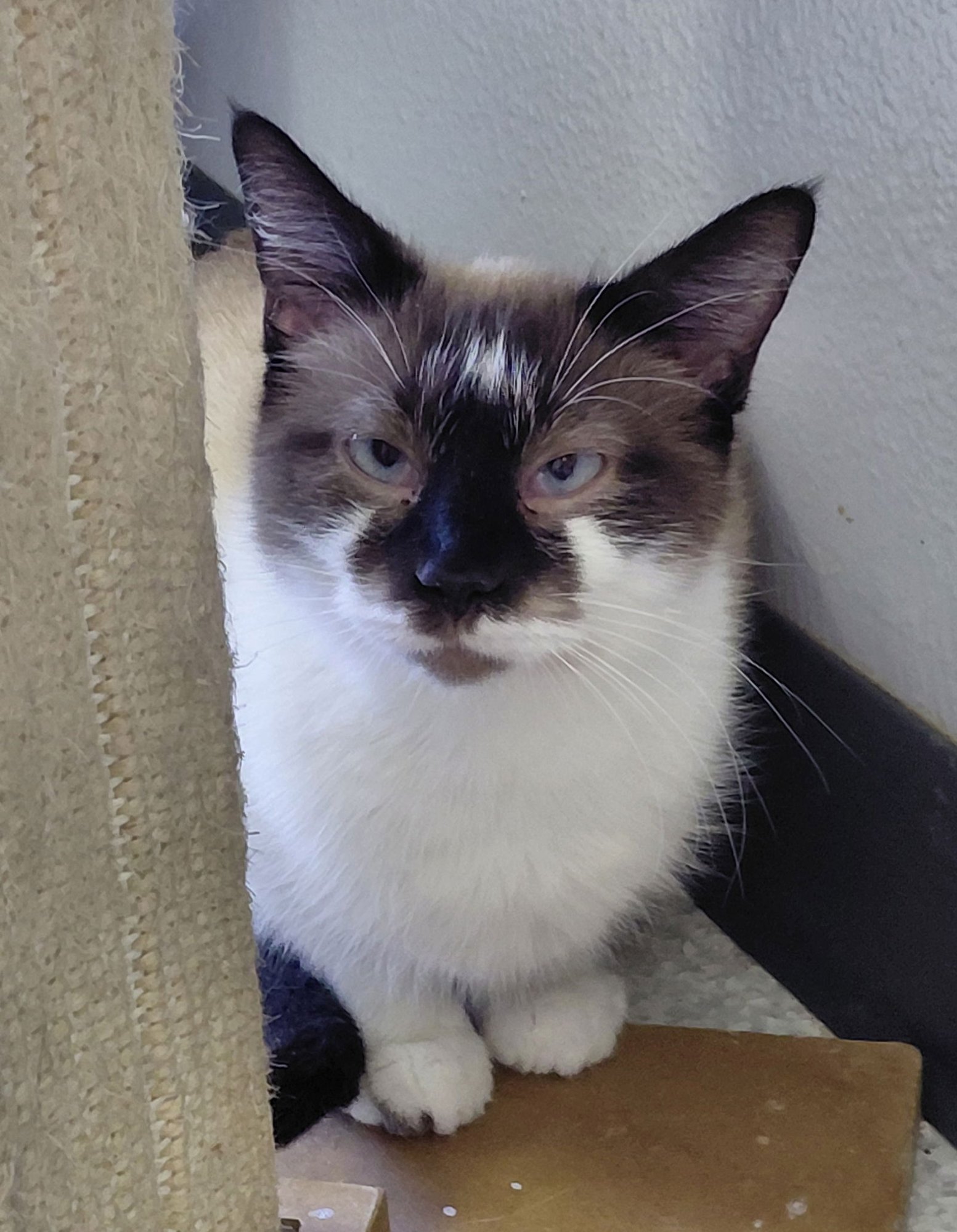 DOVE - Domestic Short Hair available for adoption