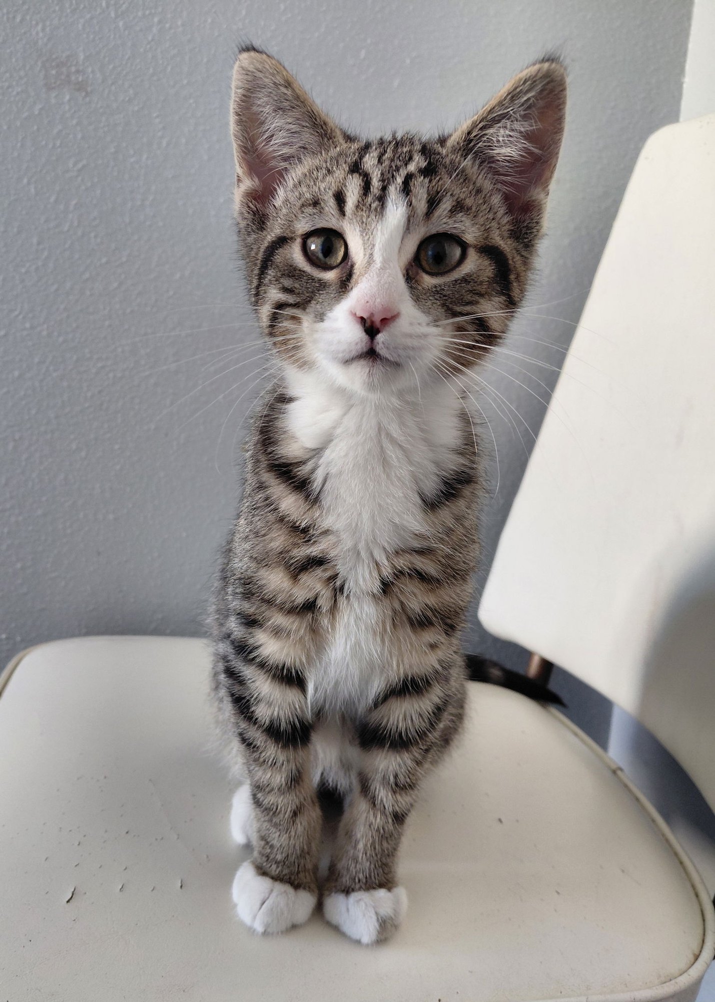 TONIC - Domestic Short Hair / Tabby available for adoption