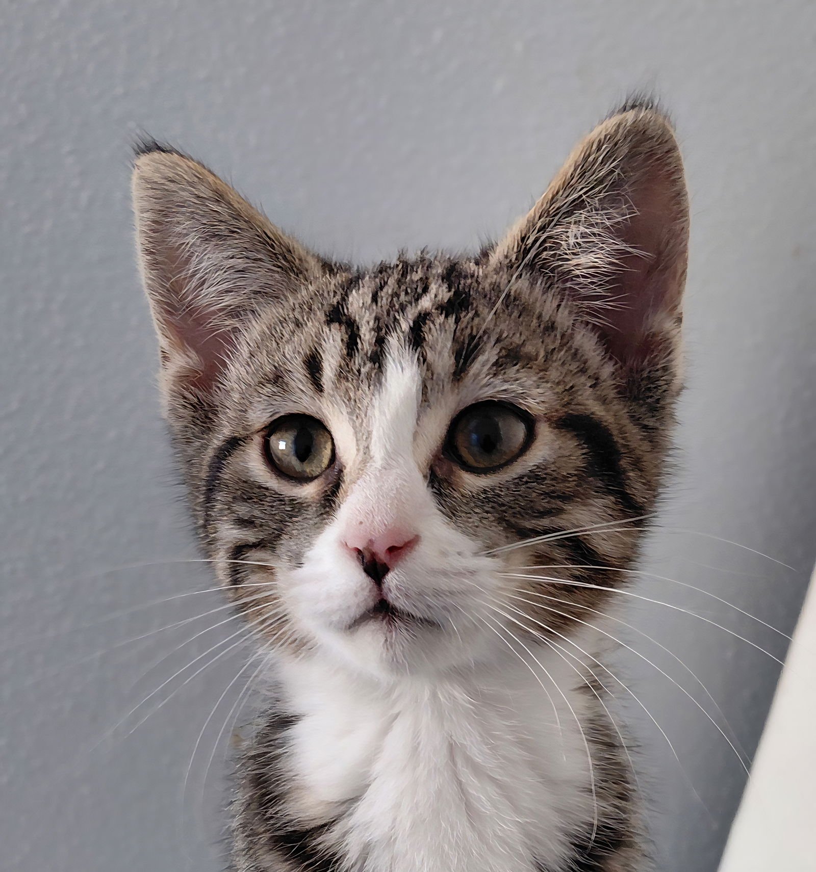 TONIC - Domestic Short Hair / Tabby available for adoption