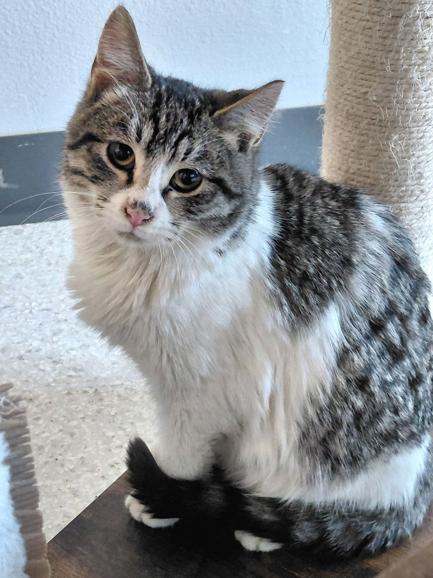 DOLLY - Domestic Short Hair / Tabby available for adoption