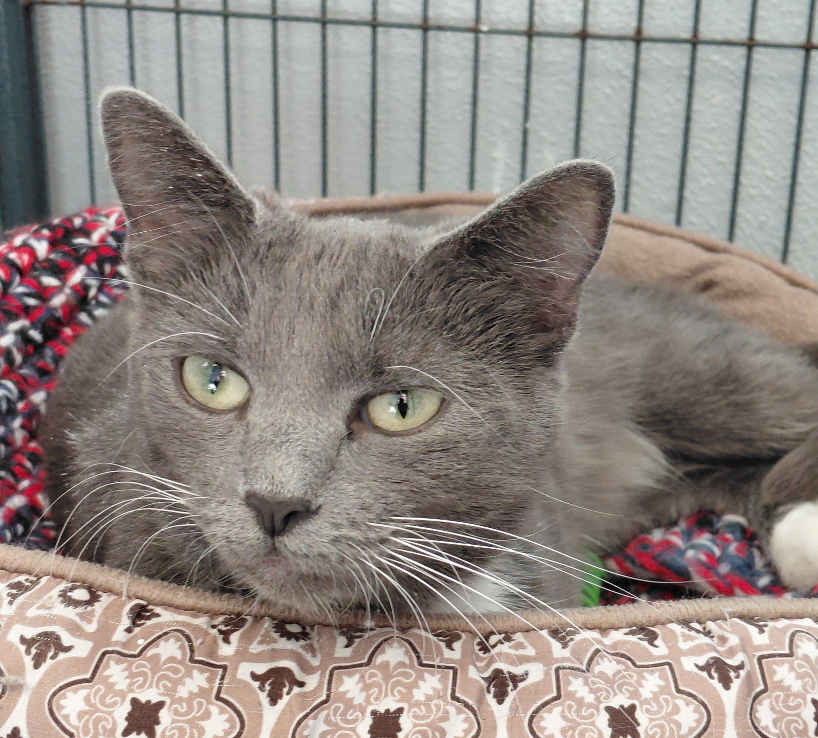 GRACIE - Domestic Short Hair available for adoption