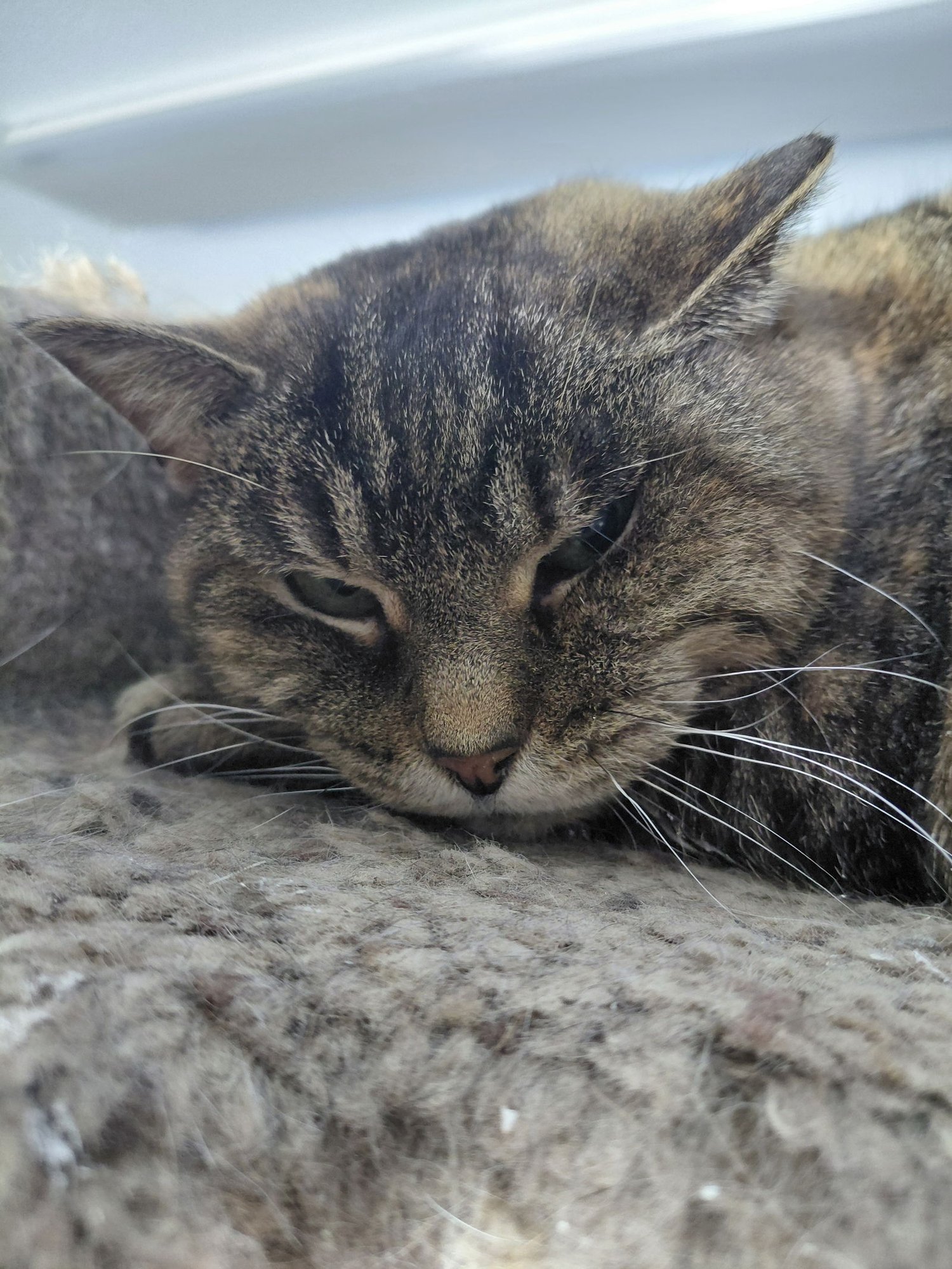 ROSE - Domestic Short Hair / Tabby available for adoption