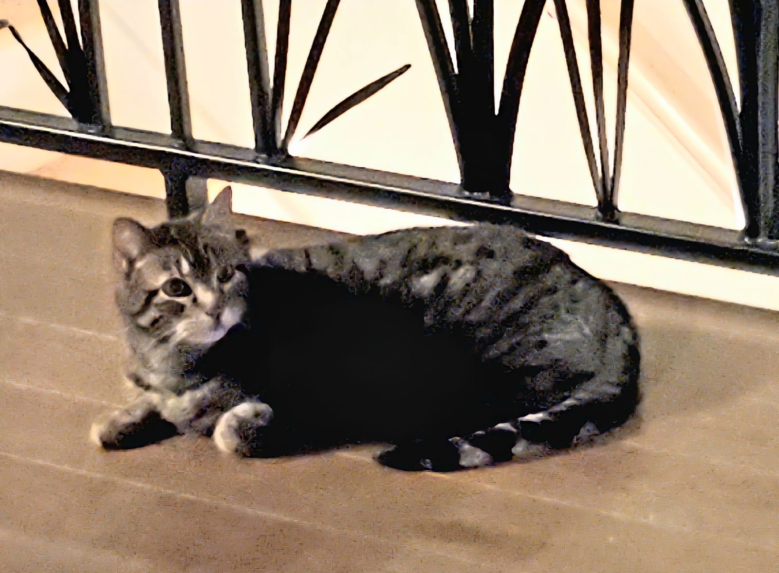 CLEO - Domestic Short Hair / Tabby available for adoption