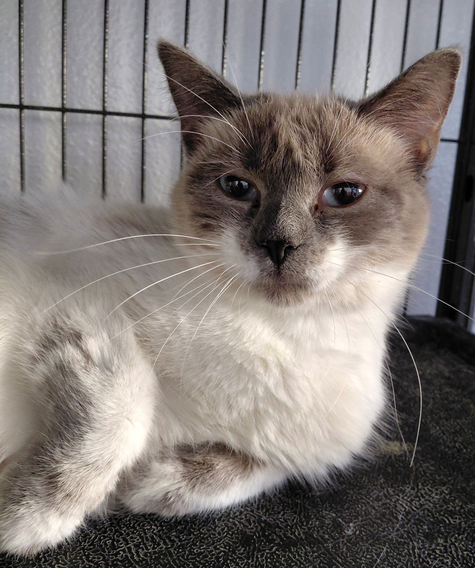 OPAL - Domestic Short Hair / Colorpoint Shorthair available for adoption