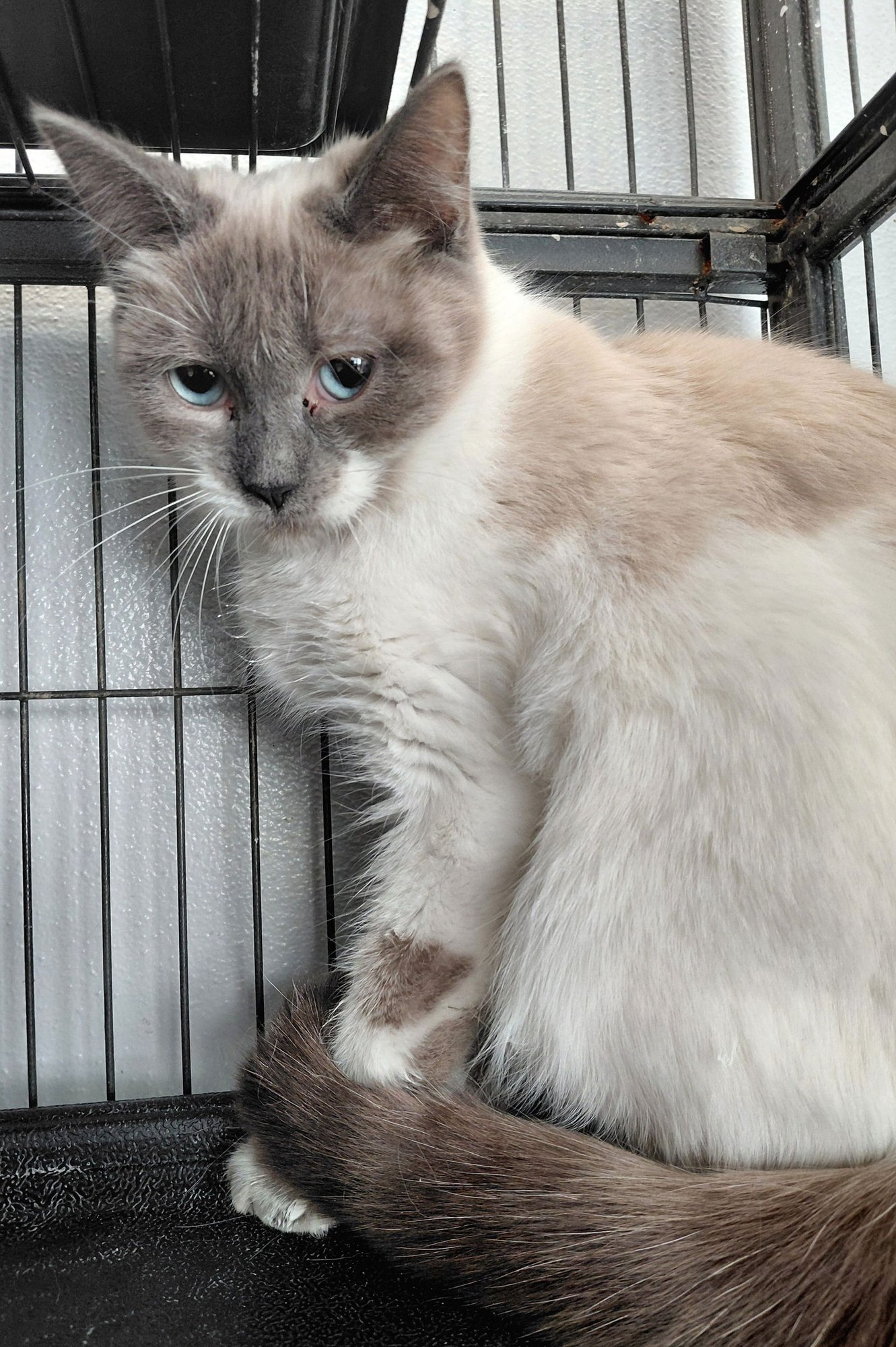 OPAL - Domestic Short Hair / Colorpoint Shorthair available for adoption