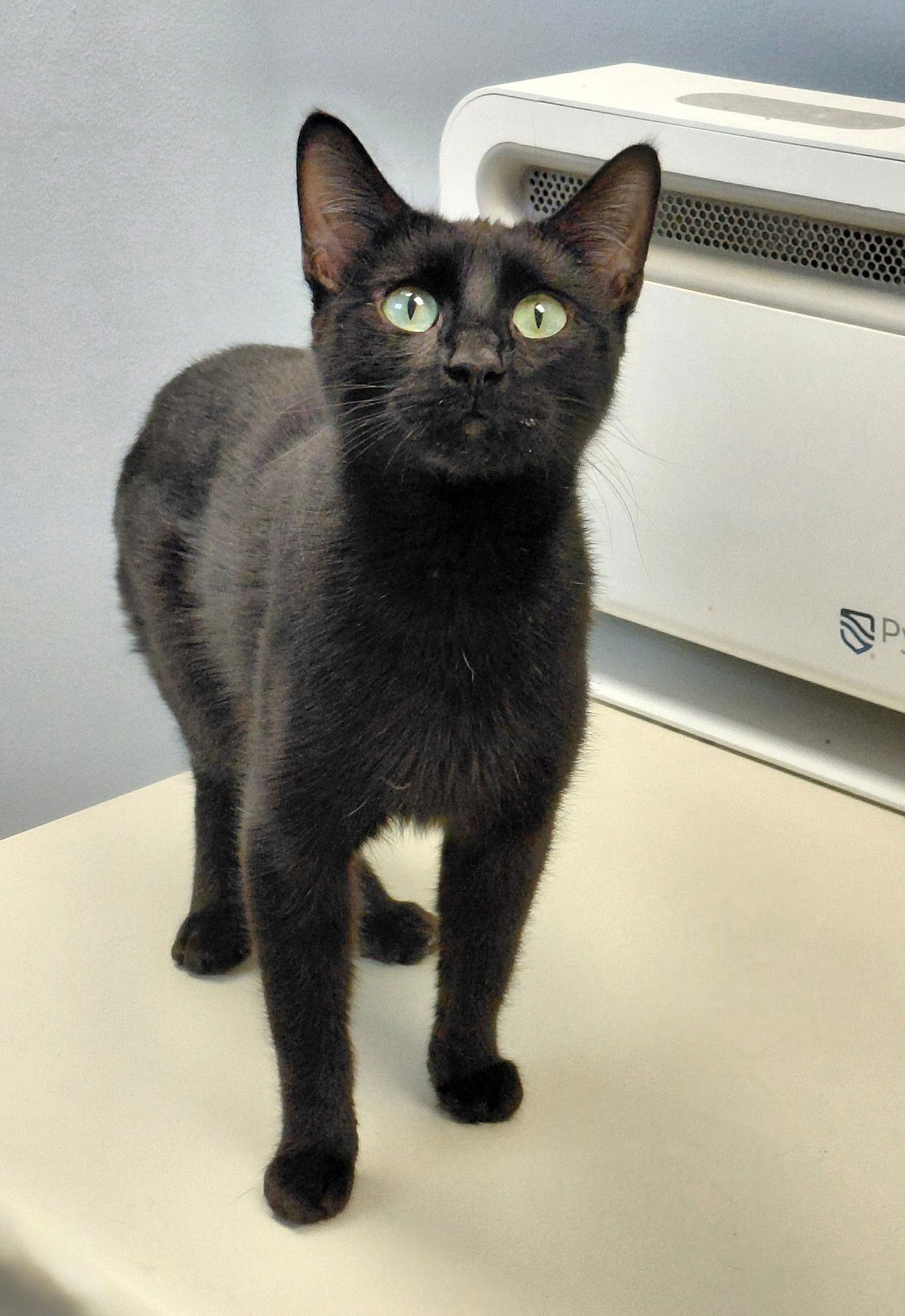 ELEANOR - Domestic Short Hair available for adoption