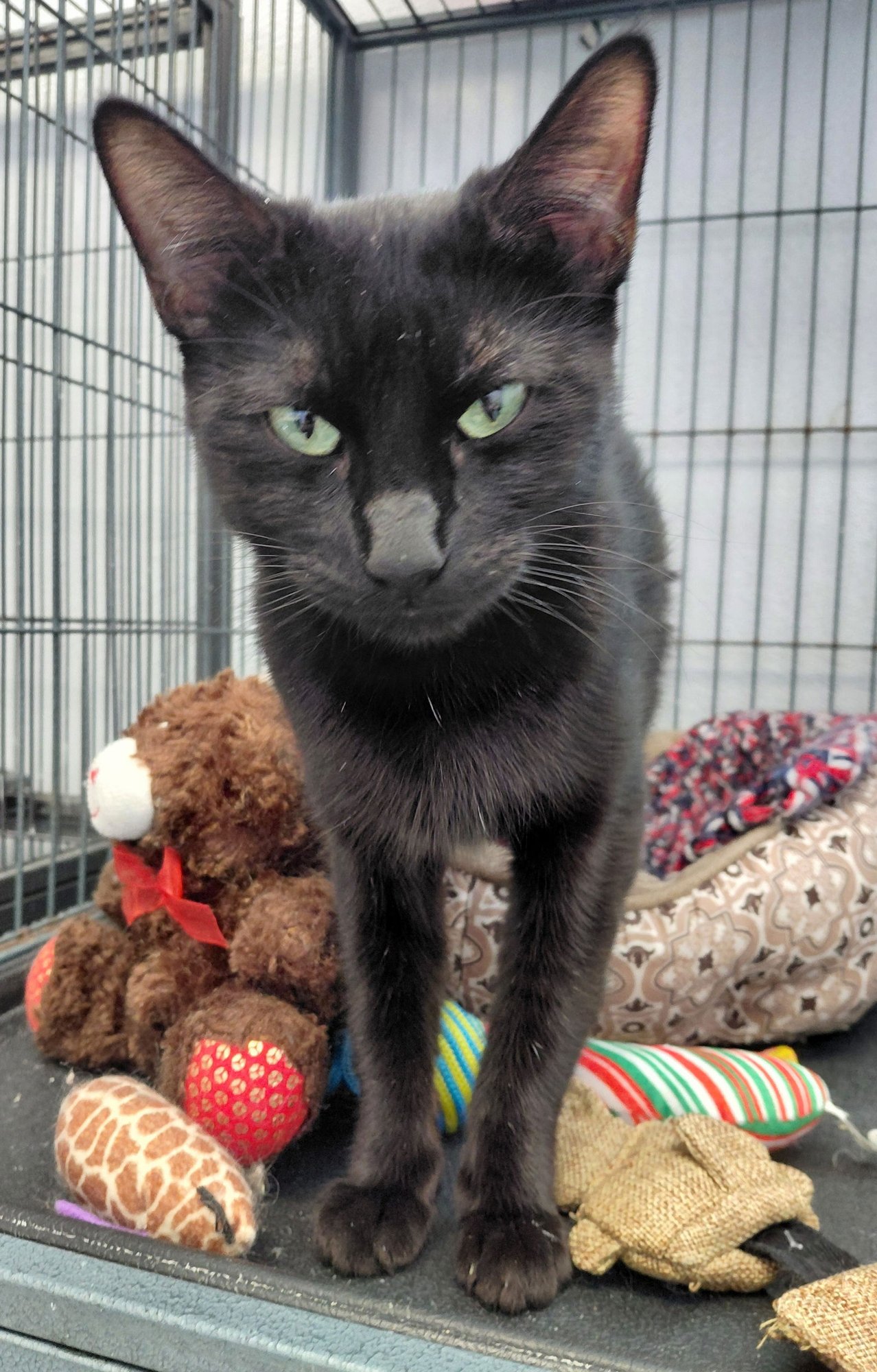 ELEANOR - Domestic Short Hair available for adoption