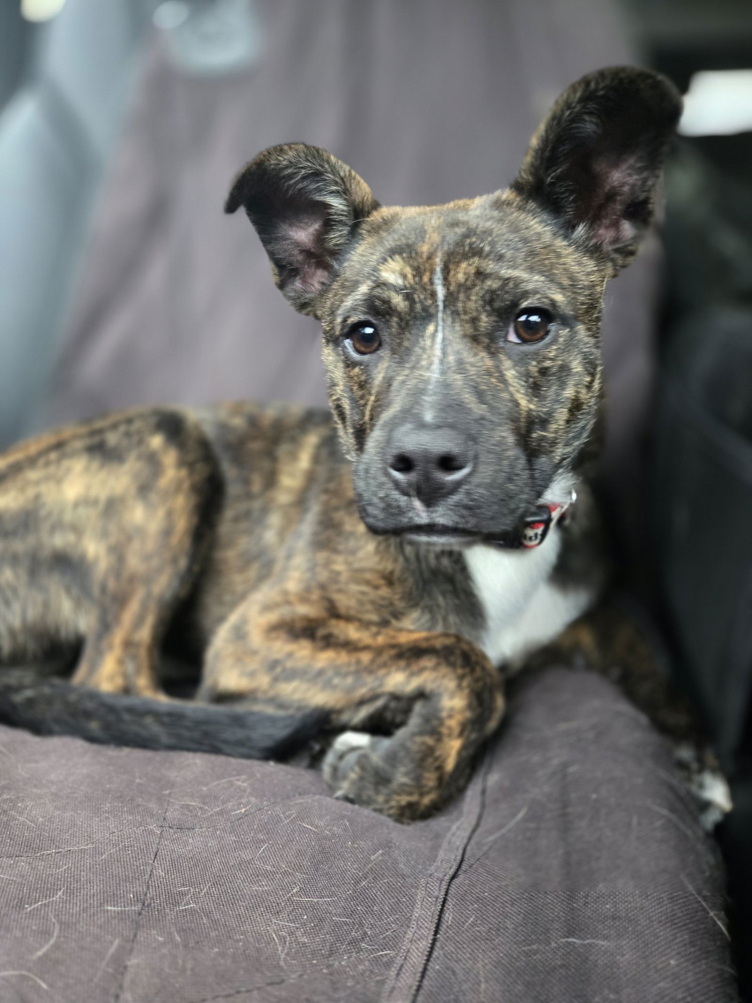 BRANDI - Beagle / Pug available for adoption