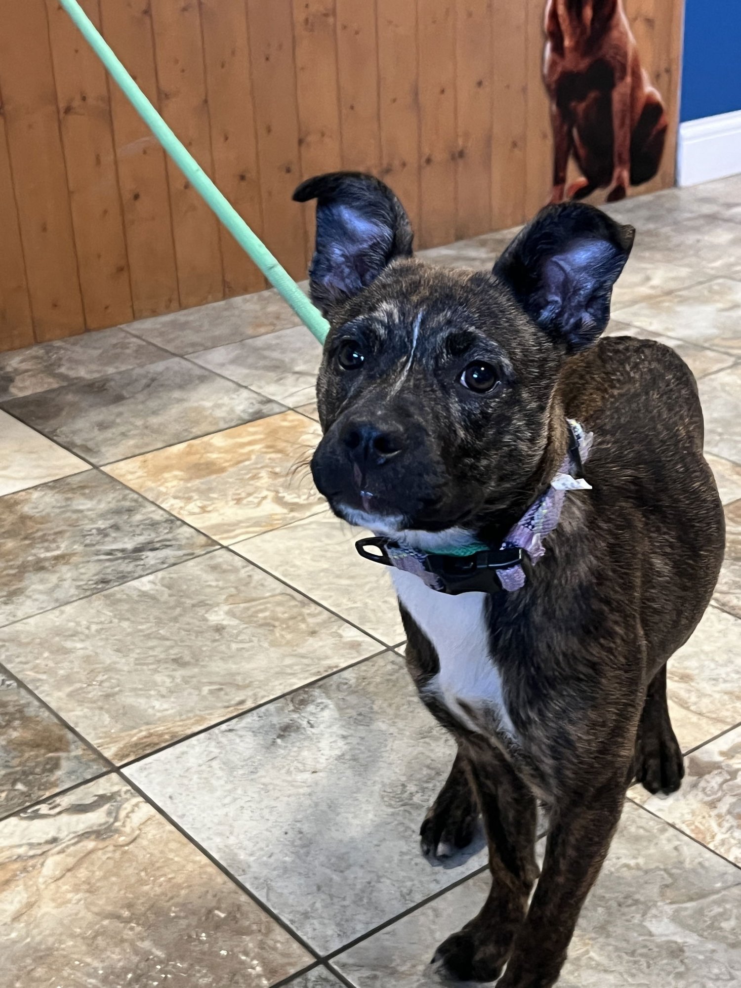 BRANDI - Beagle / Pug available for adoption