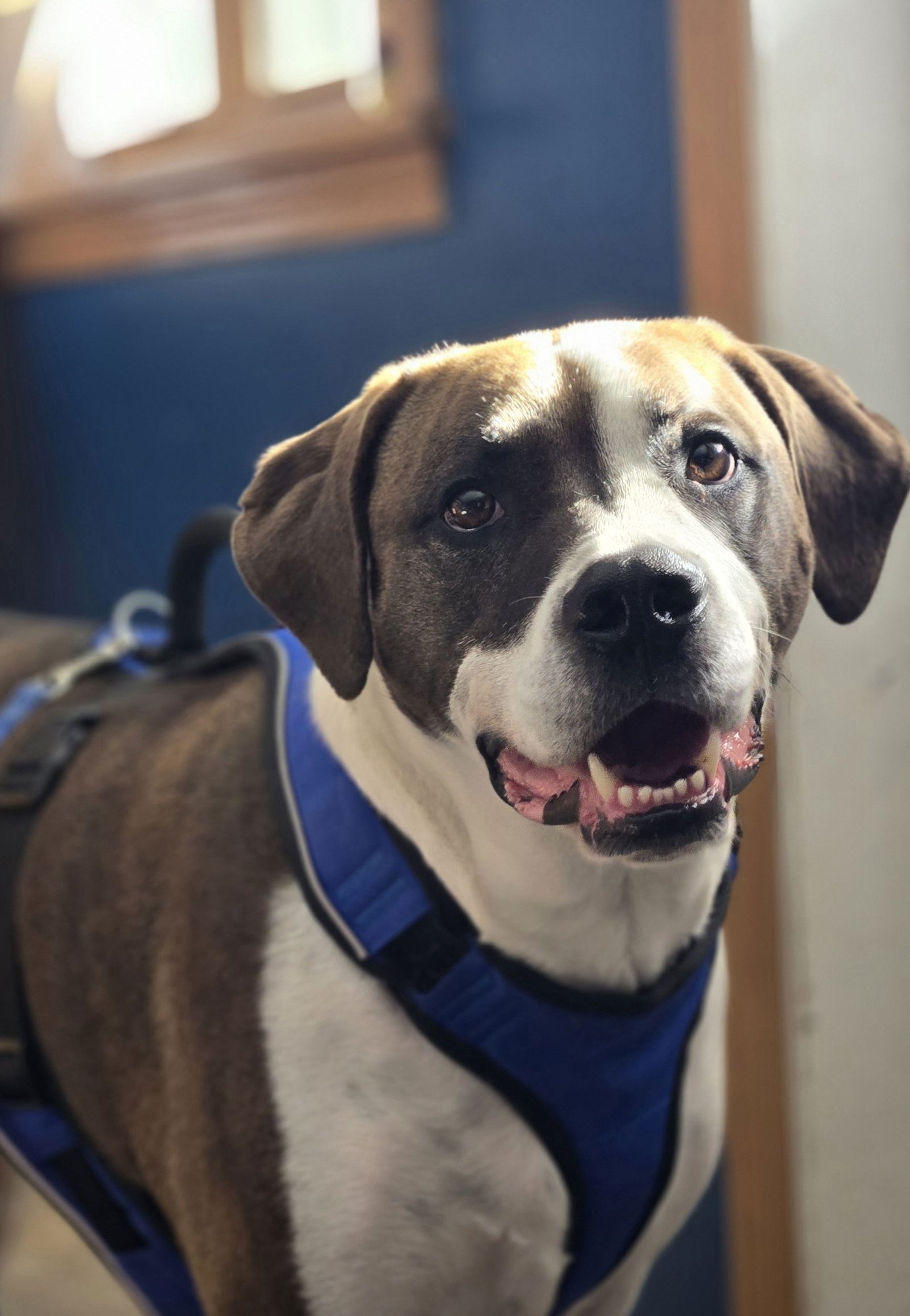 WINSTON - Boxer / Labrador Retriever available for adoption