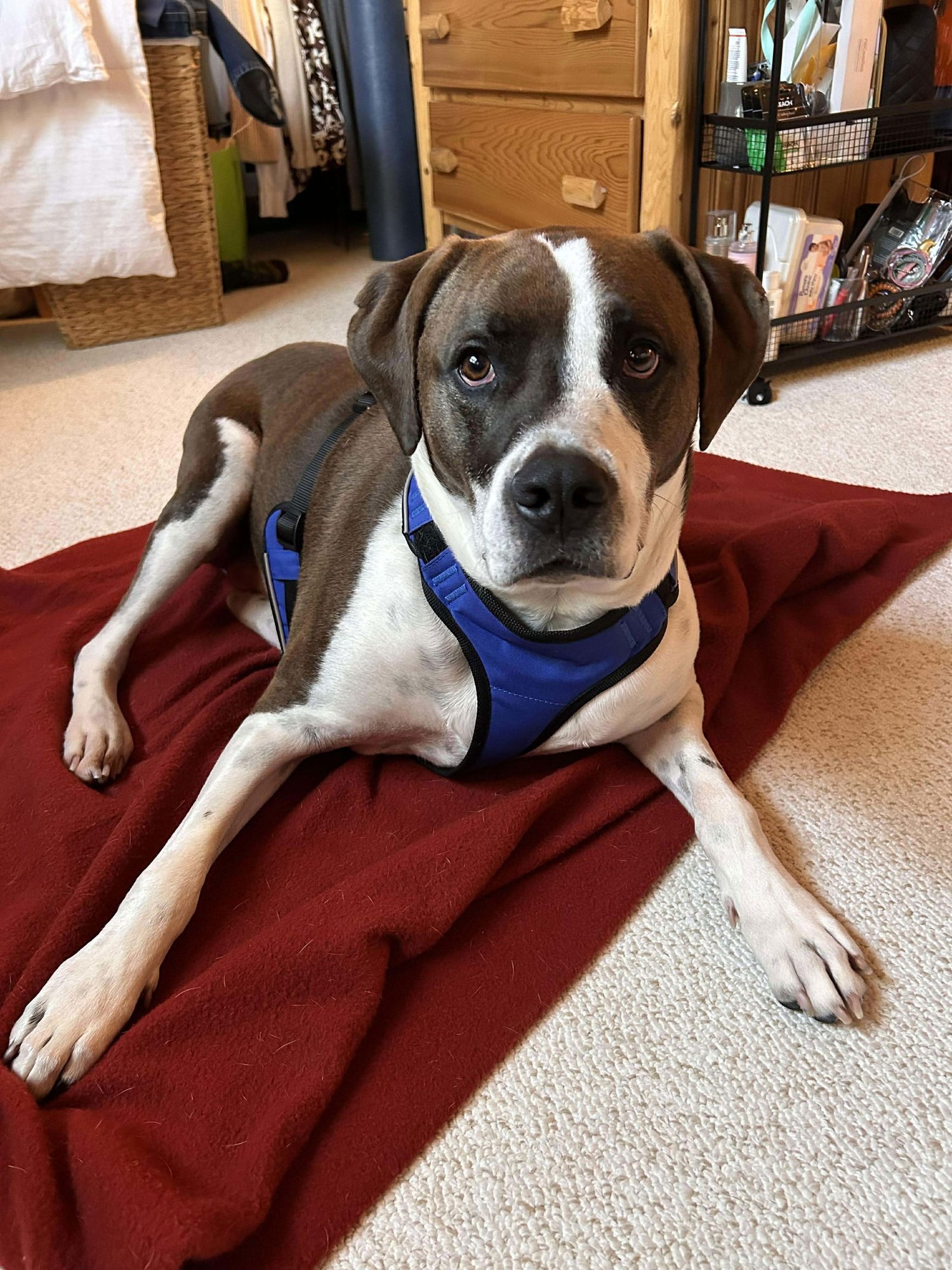 WINSTON - Boxer / Labrador Retriever available for adoption