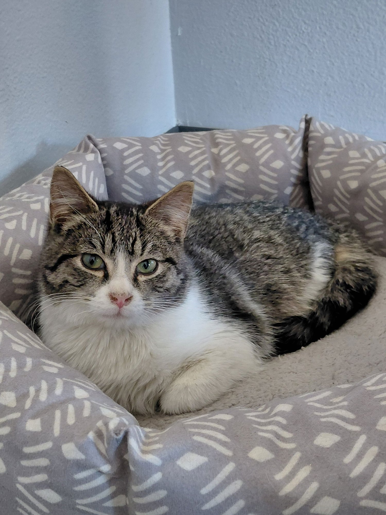 KENNY - Domestic Short Hair / Tabby available for adoption