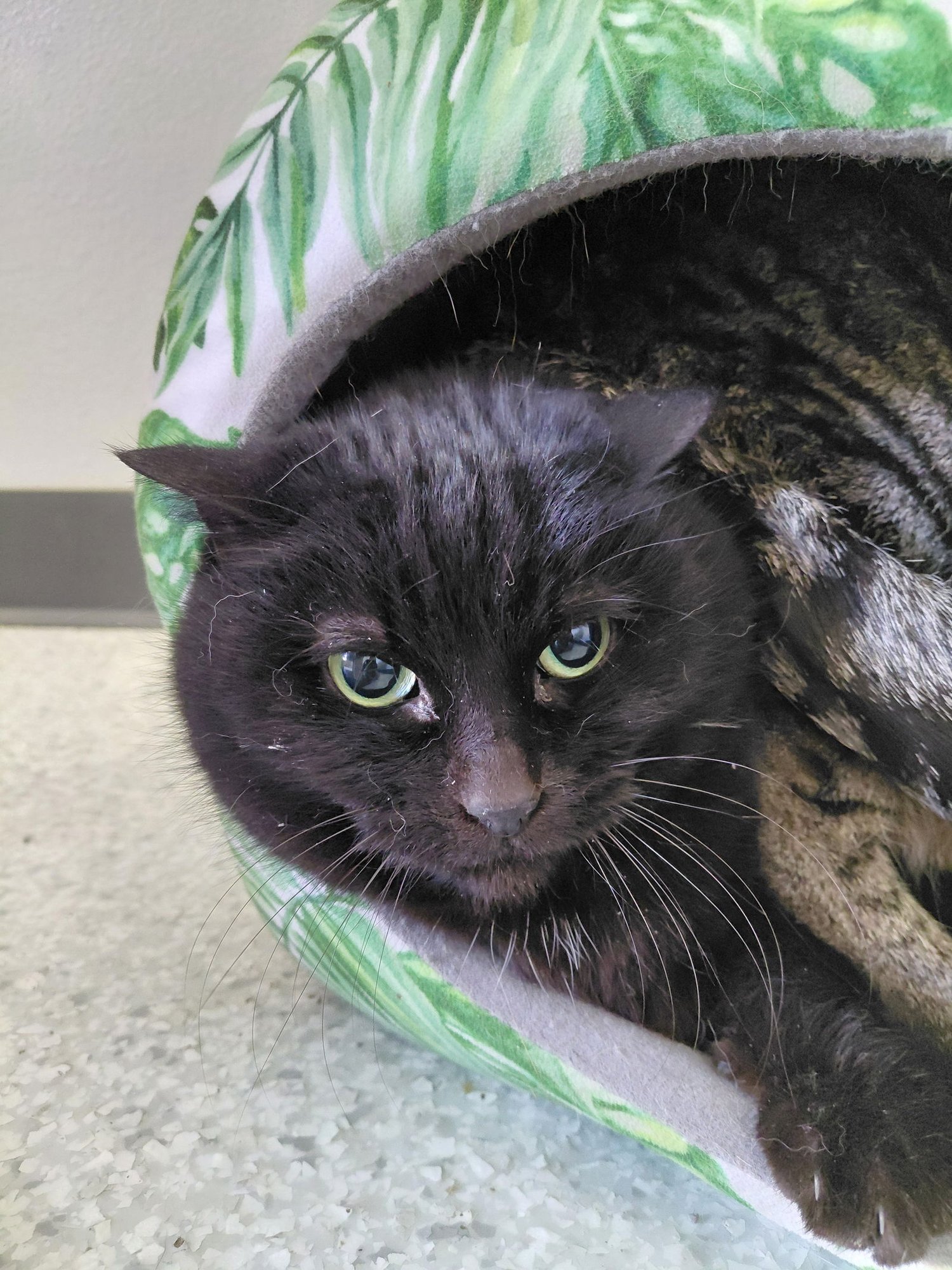 DELILAH - Domestic Short Hair available for adoption