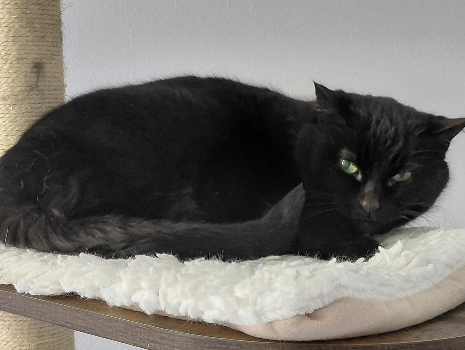 DELILAH - Domestic Short Hair available for adoption