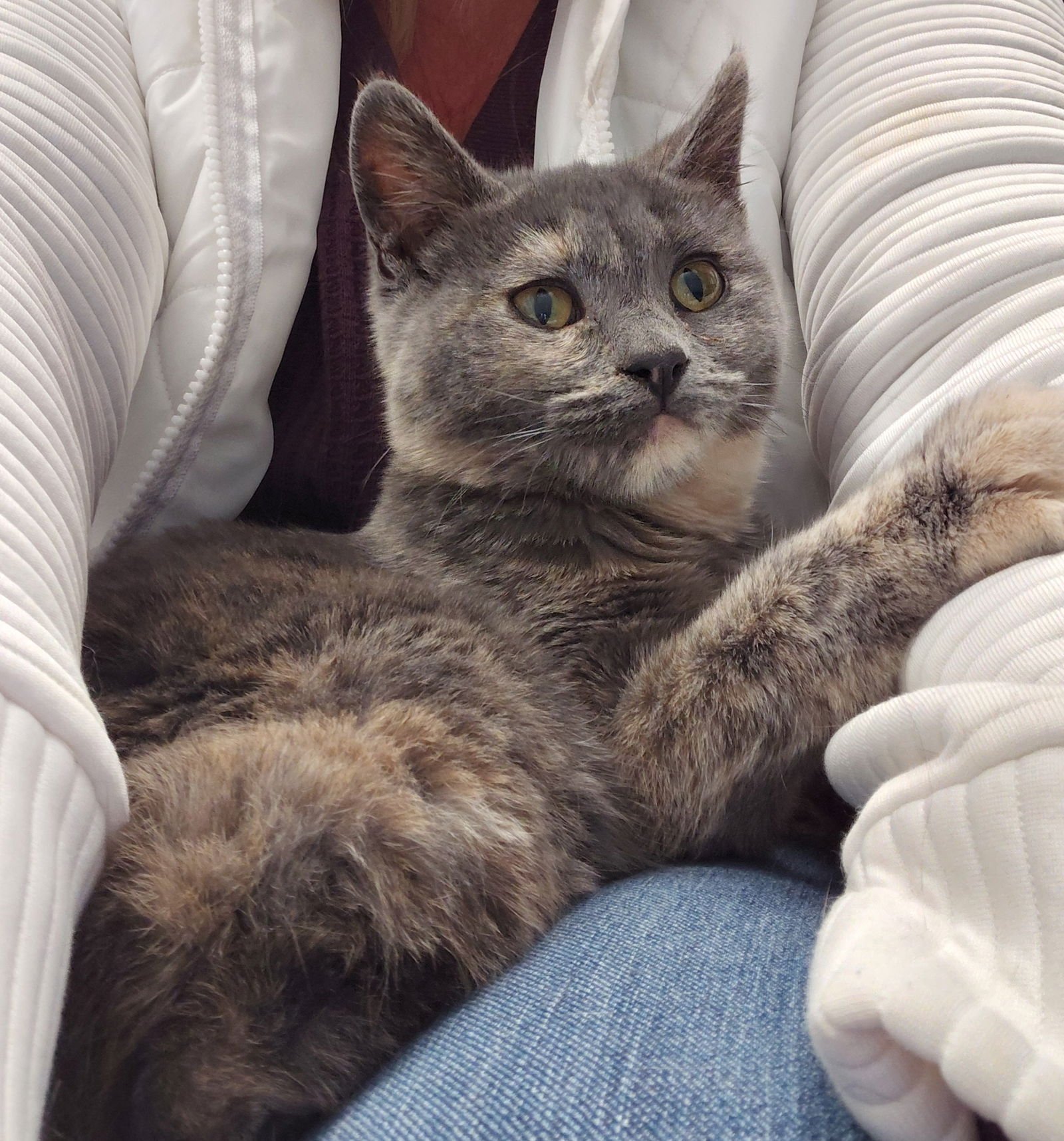 PECAN *SPECIAL NEEDS* - Domestic Medium Hair / Dilute Tortoiseshell available for adoption