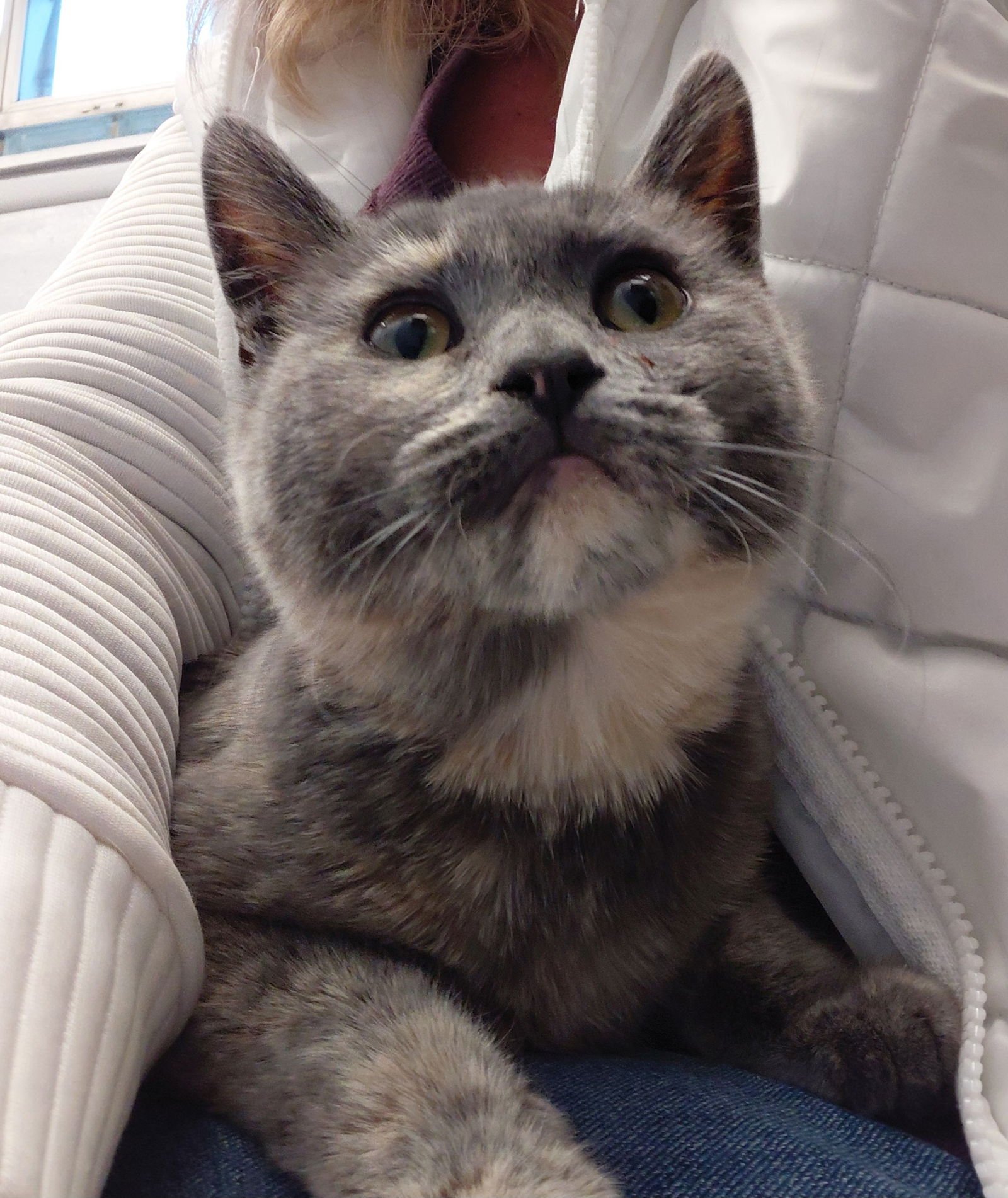 PECAN *SPECIAL NEEDS* - Domestic Medium Hair / Dilute Tortoiseshell available for adoption
