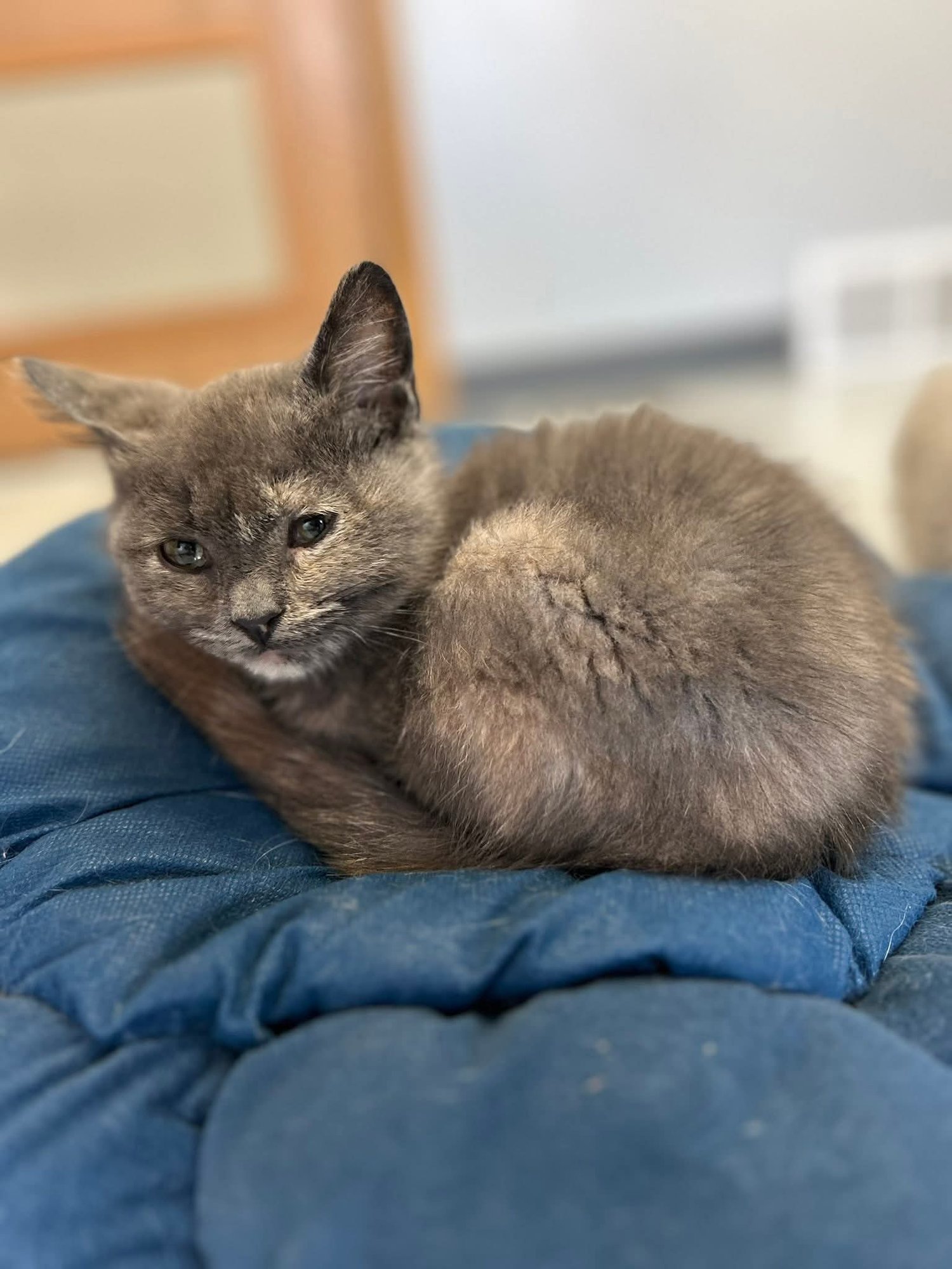 Pecan *Special Needs* - Photo 3