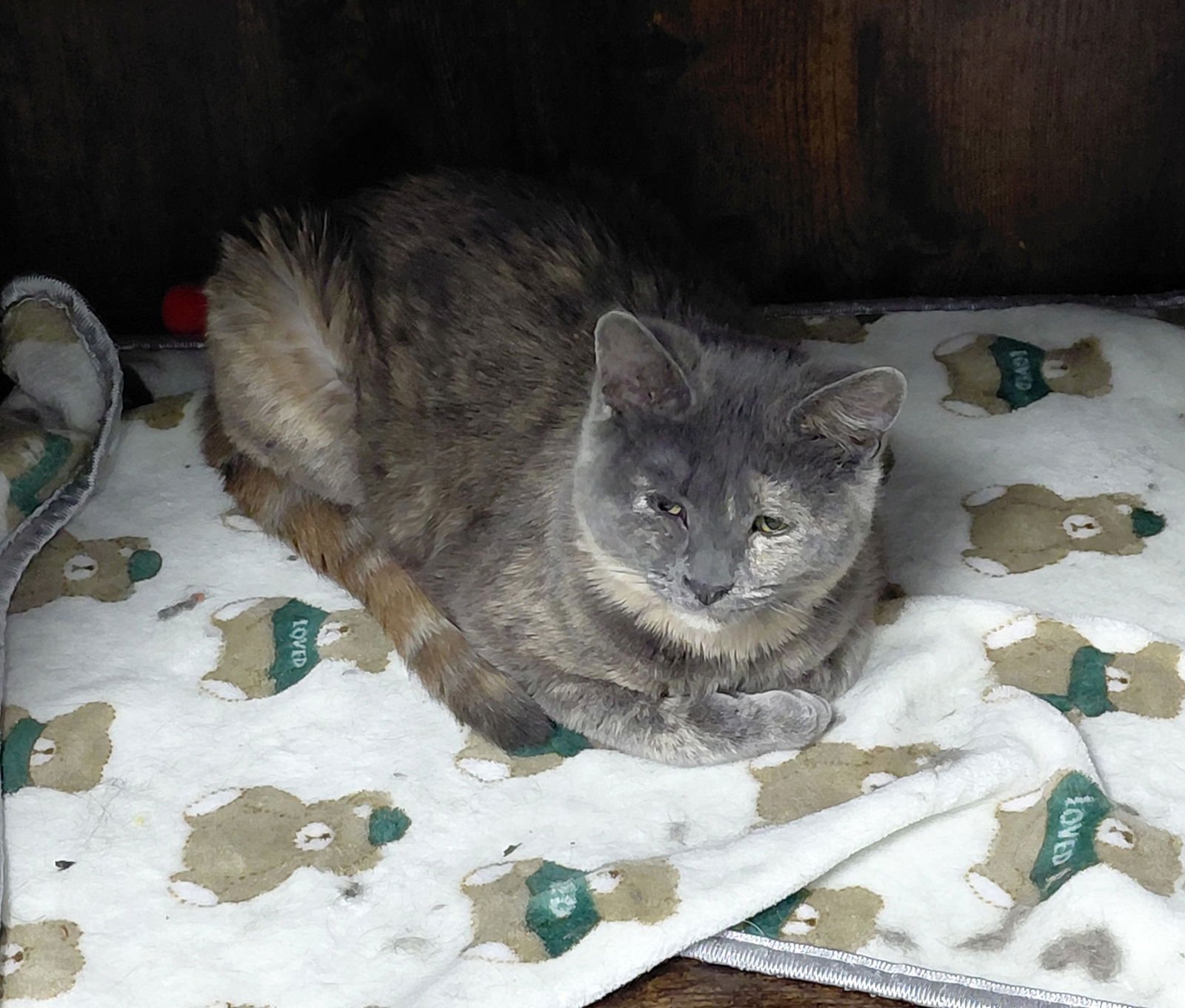 Pecan *Special Needs* - Photo 4