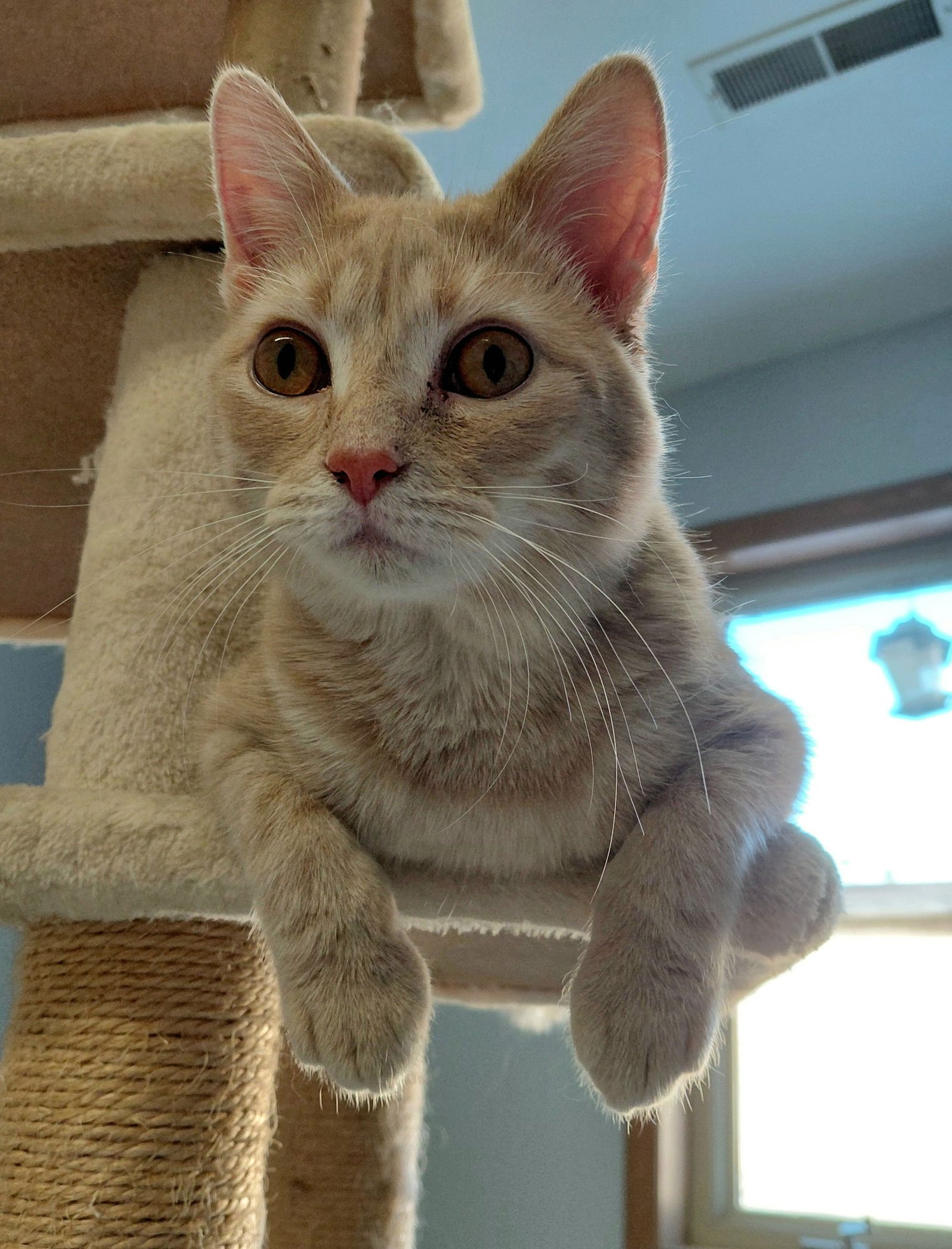 COOPER - Domestic Short Hair / Tabby available for adoption