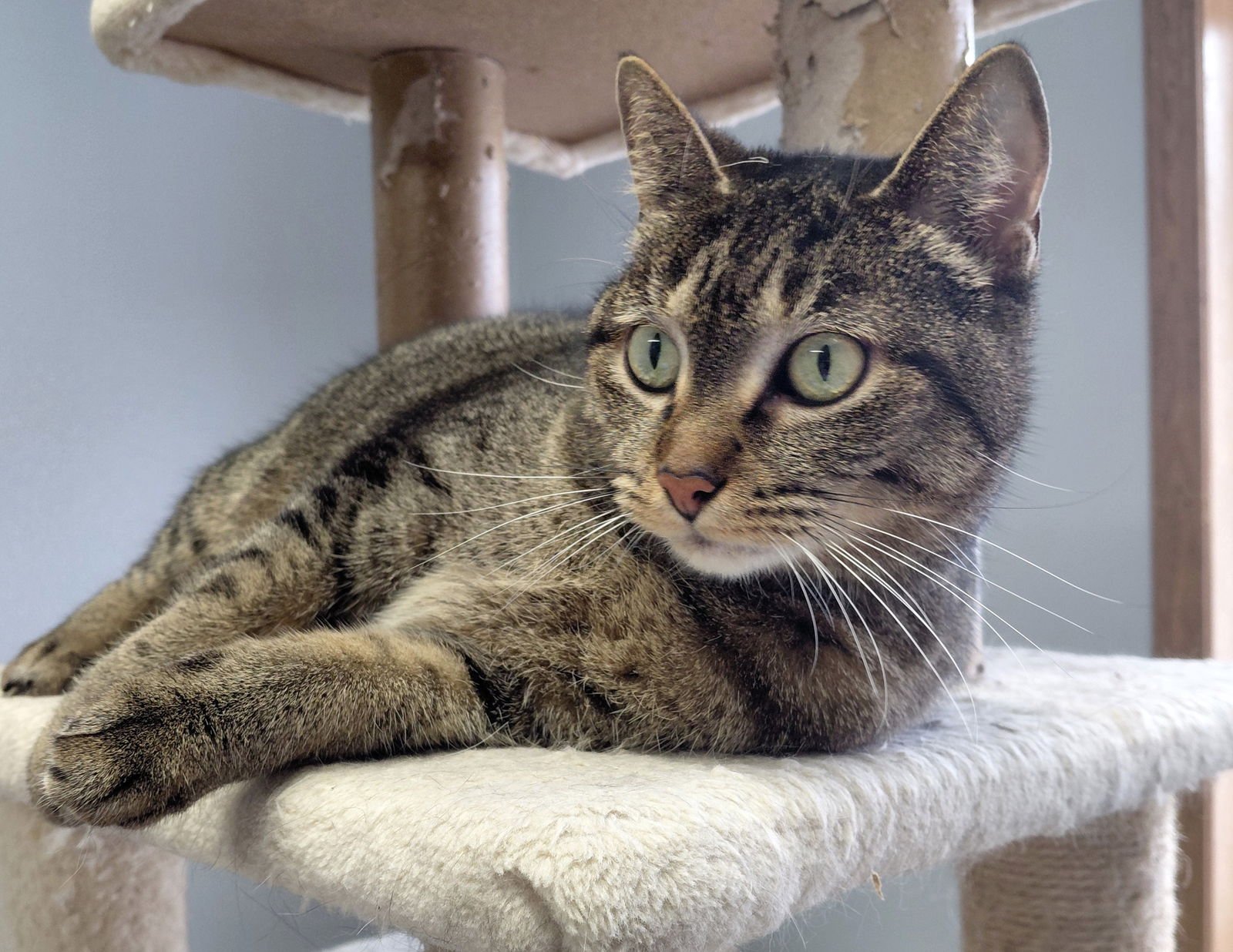 BUTTERS @ THE CAT'S BREW - Domestic Short Hair / Tabby available for adoption
