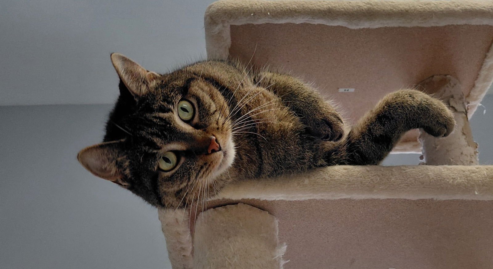 Butters @ The Cat's Brew - Photo 3