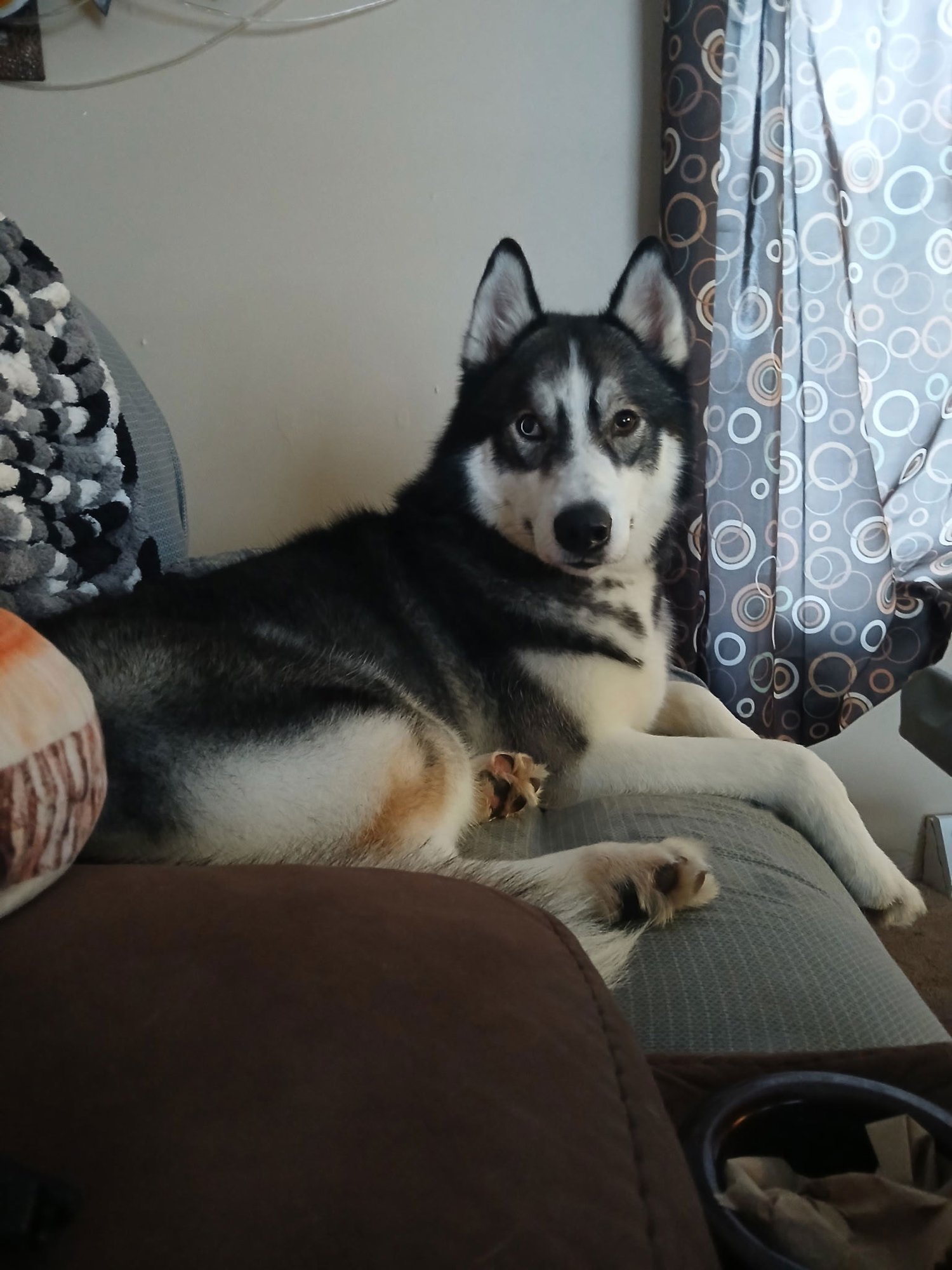 SAGE - Husky available for adoption