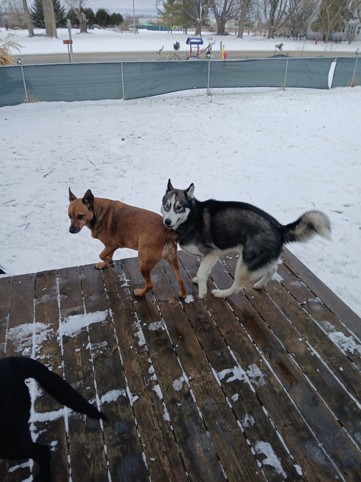 SAGE - Husky available for adoption