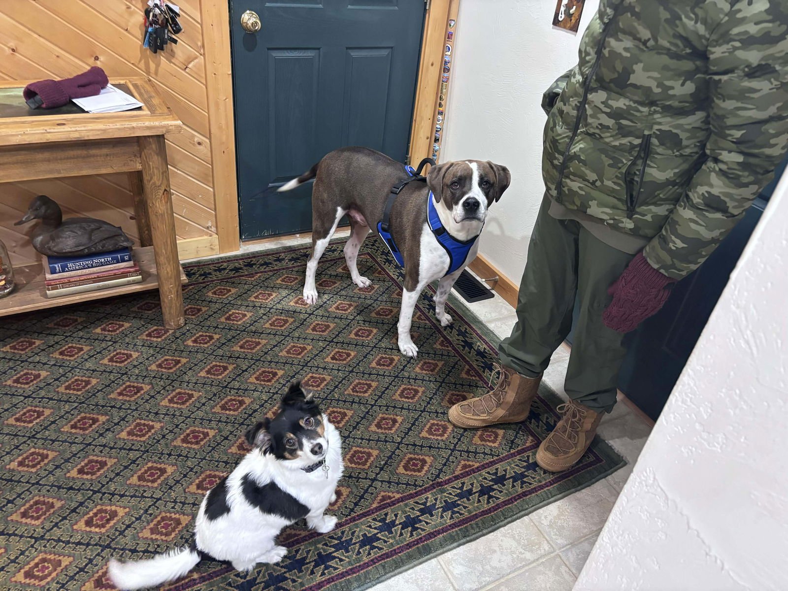 WINSTON - Boxer / Labrador Retriever available for adoption