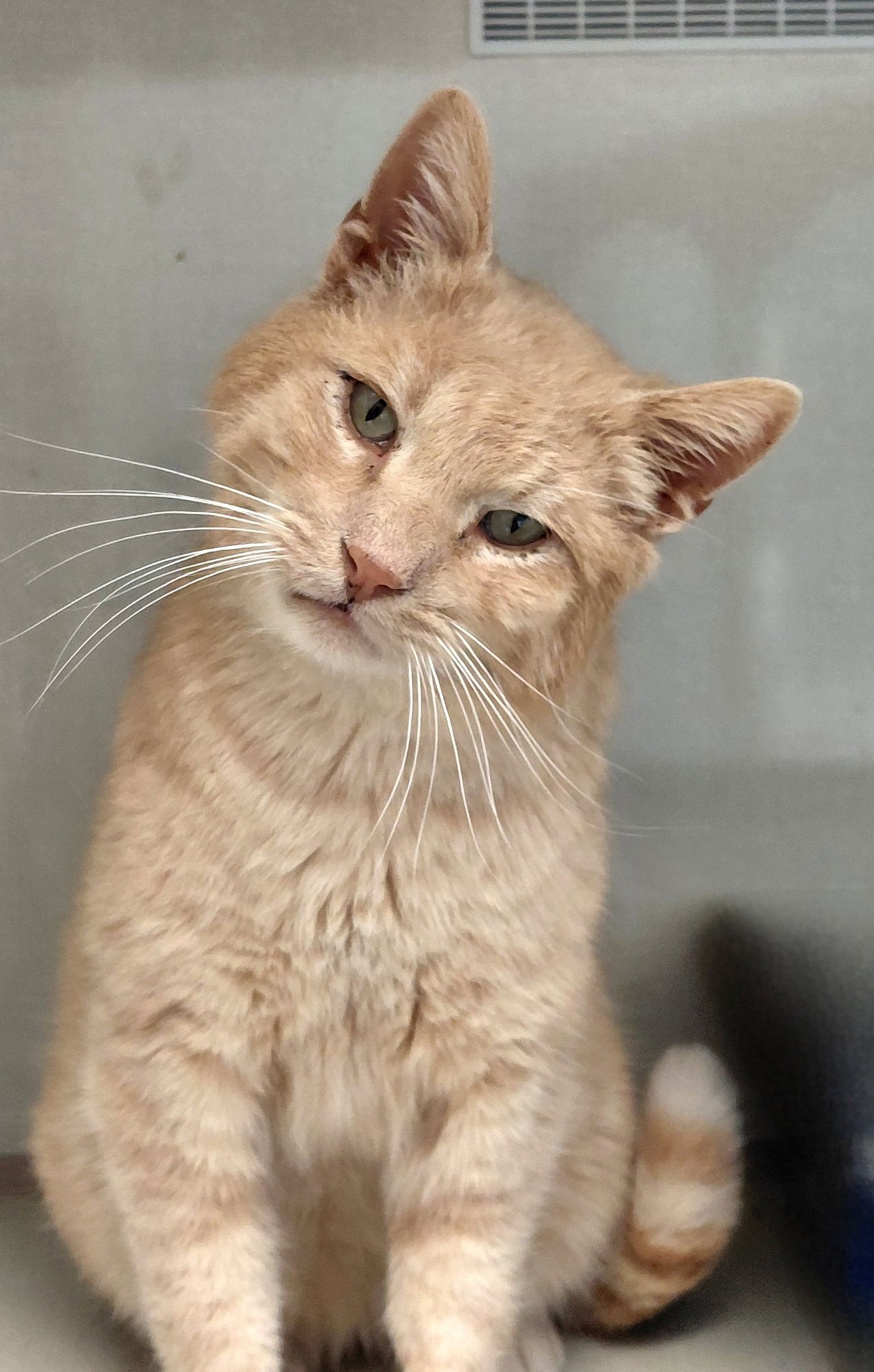 BUCK - Domestic Short Hair / Tabby available for adoption