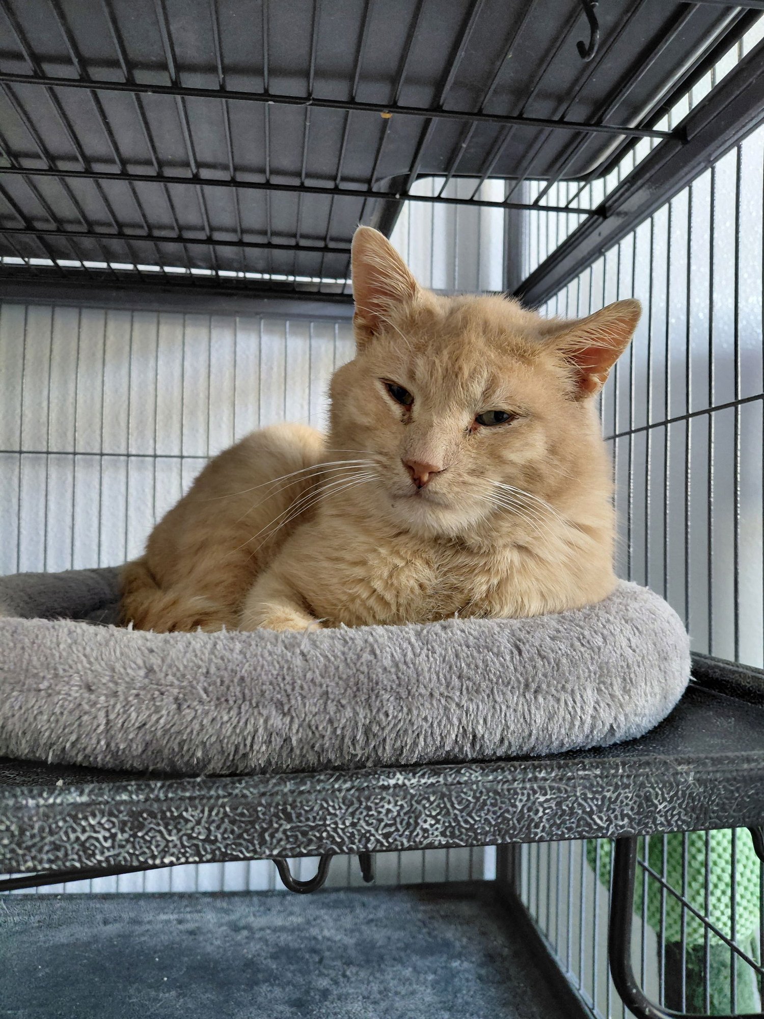 BUCK - Domestic Short Hair / Tabby available for adoption