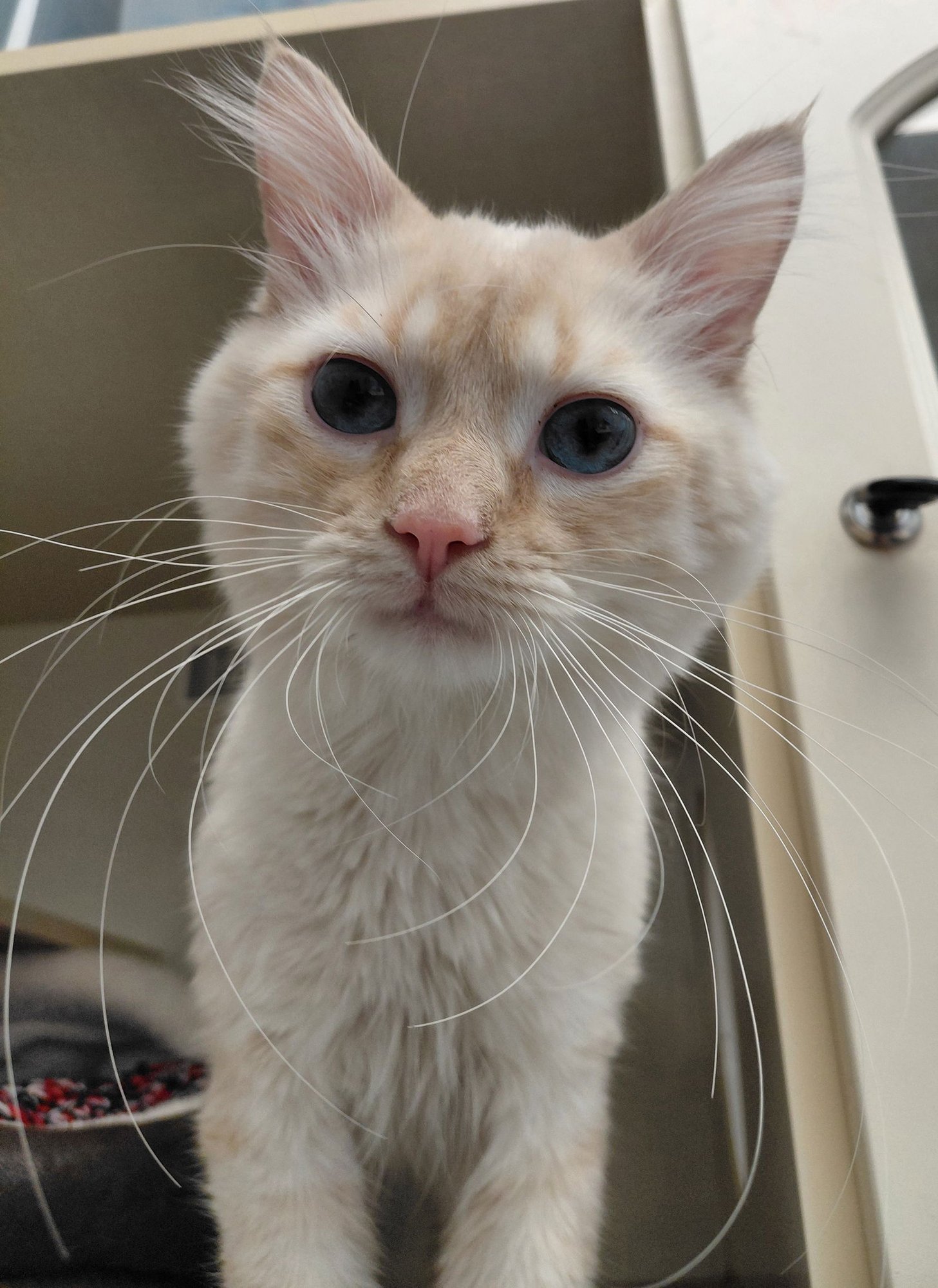 FRANK - Domestic Short Hair available for adoption