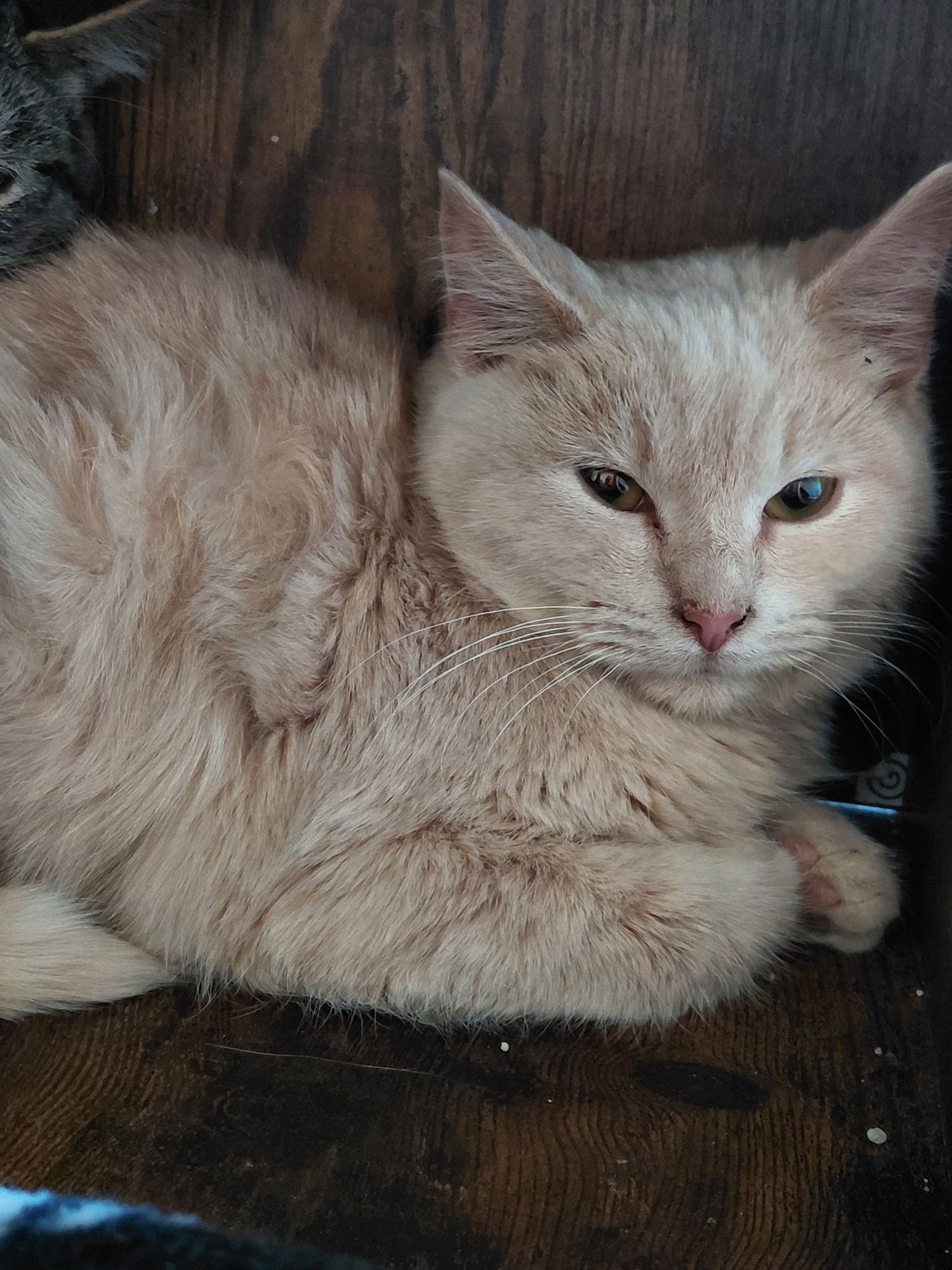 GARTH - Domestic Short Hair / Tabby available for adoption