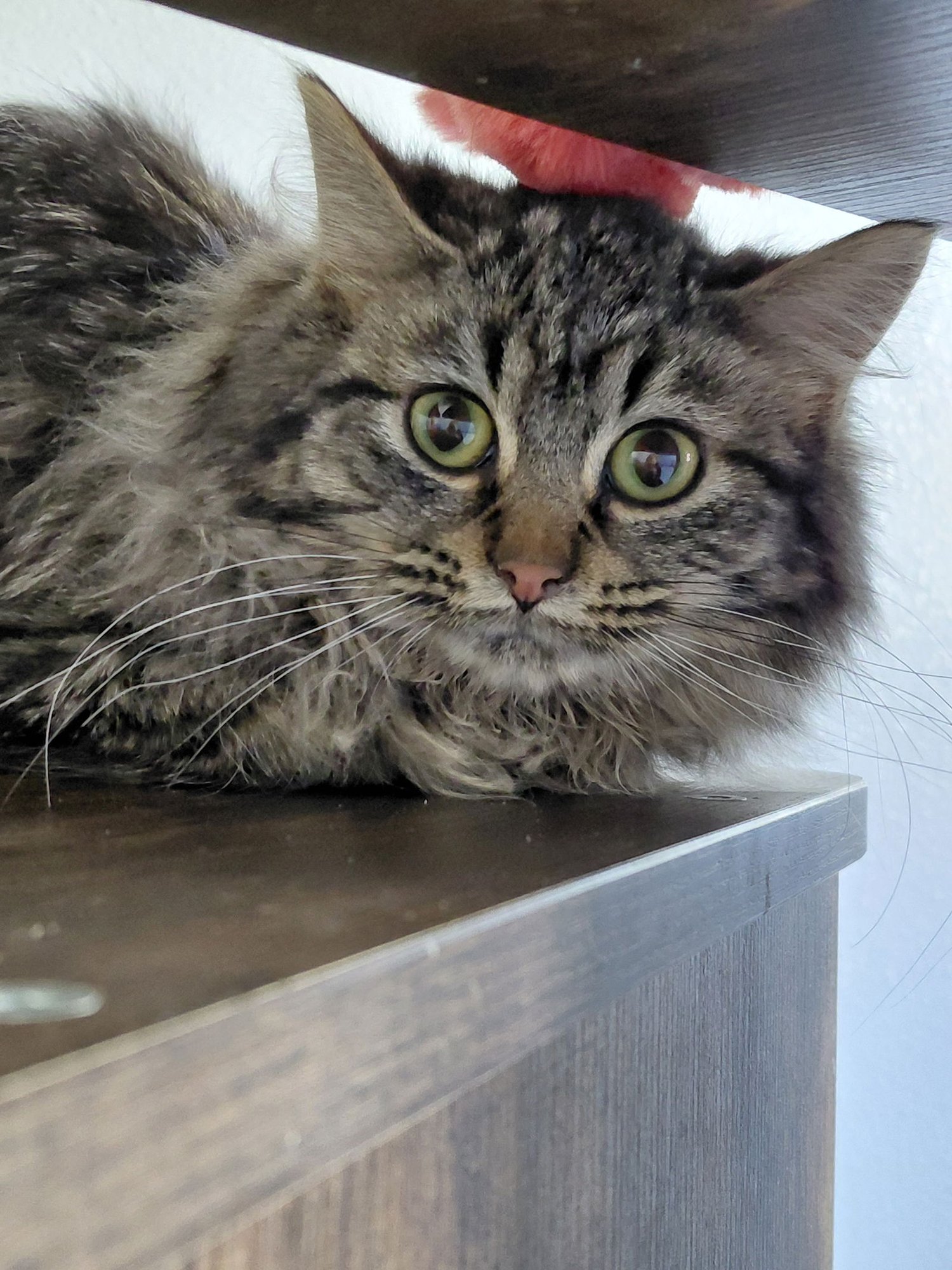 DIXIE - Domestic Long Hair / Tabby available for adoption