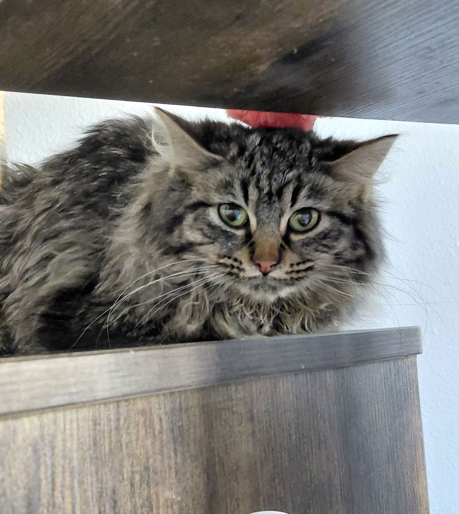 DIXIE - Domestic Long Hair / Tabby available for adoption