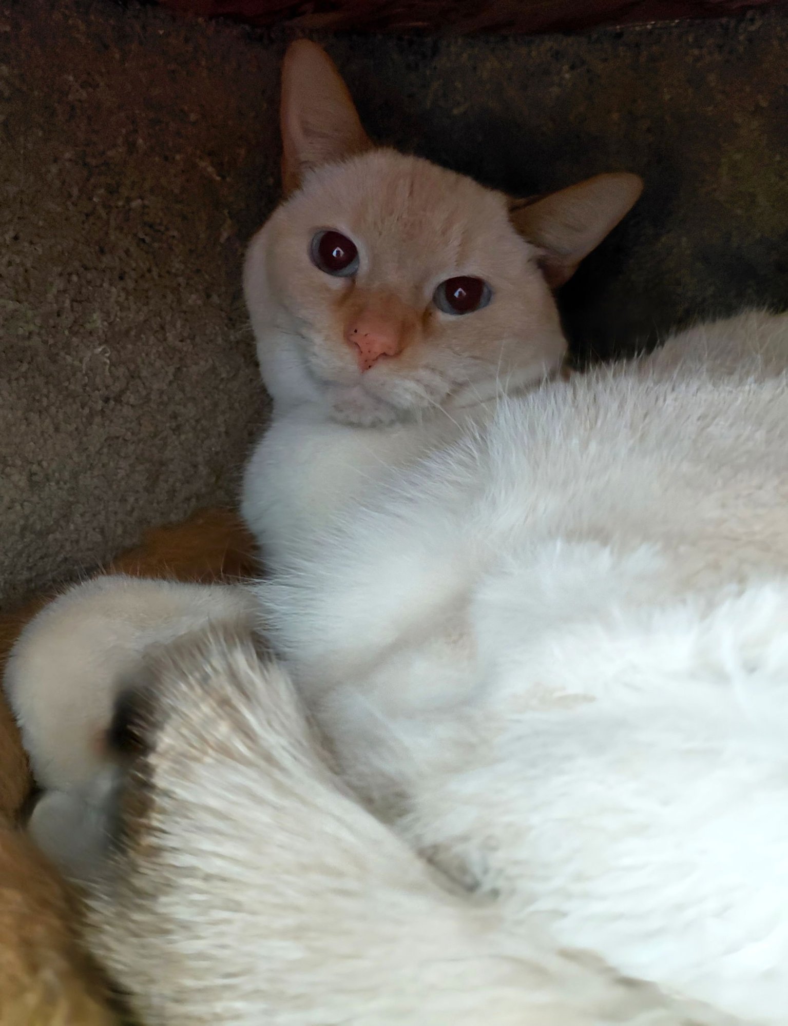 BAILEY - Domestic Short Hair / Tabby available for adoption