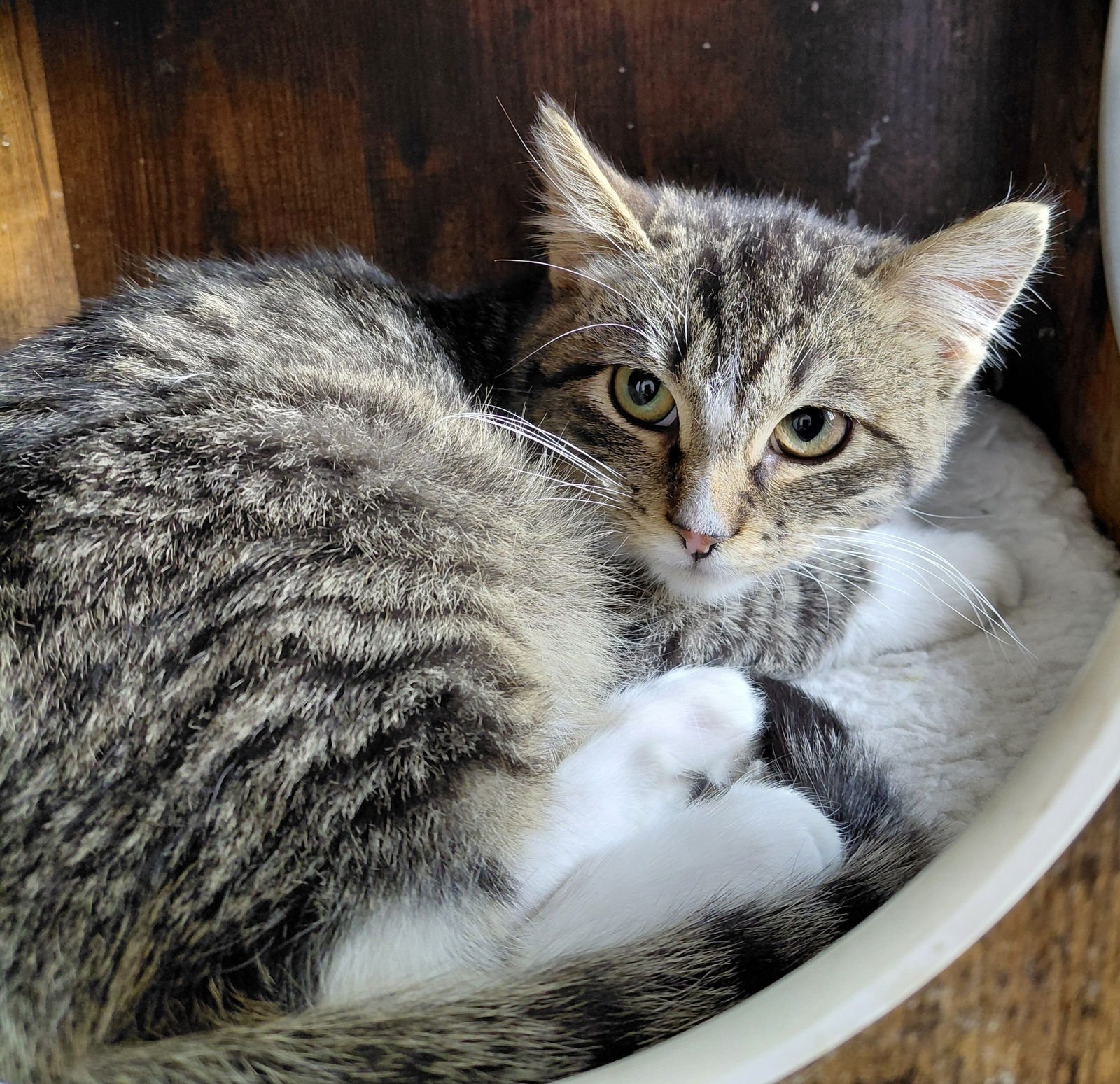 FREDDY - Domestic Short Hair / Tabby available for adoption
