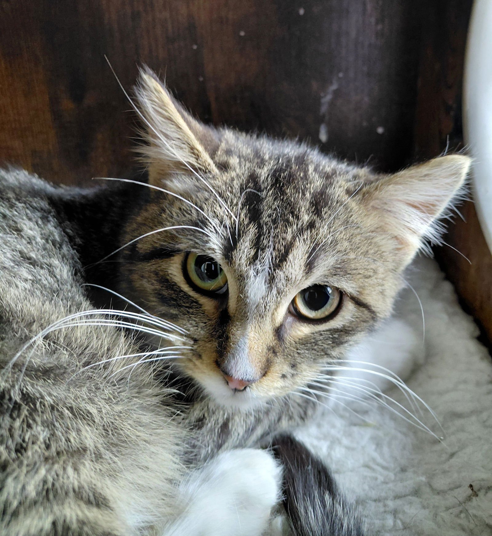 FREDDY - Domestic Short Hair / Tabby available for adoption