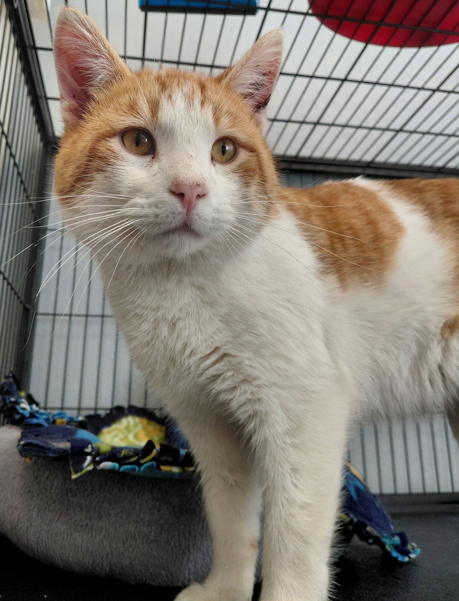 WAYLON - Domestic Short Hair available for adoption